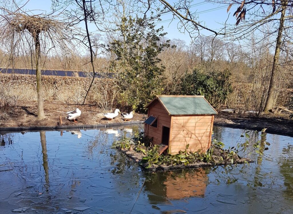 drijfeiland eendenbroedhok in vijver